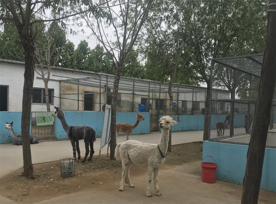 天鵝湖風景區(qū)（泰山）速覽！(圖4)