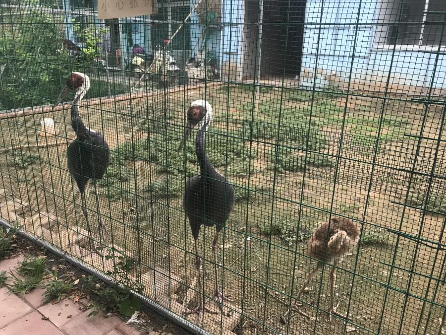 天鵝湖風景區(qū)（泰山）速覽！(圖6)