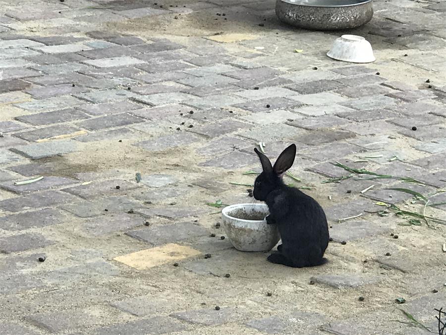 天鵝湖風景區(qū)（泰山）速覽！(圖7)
