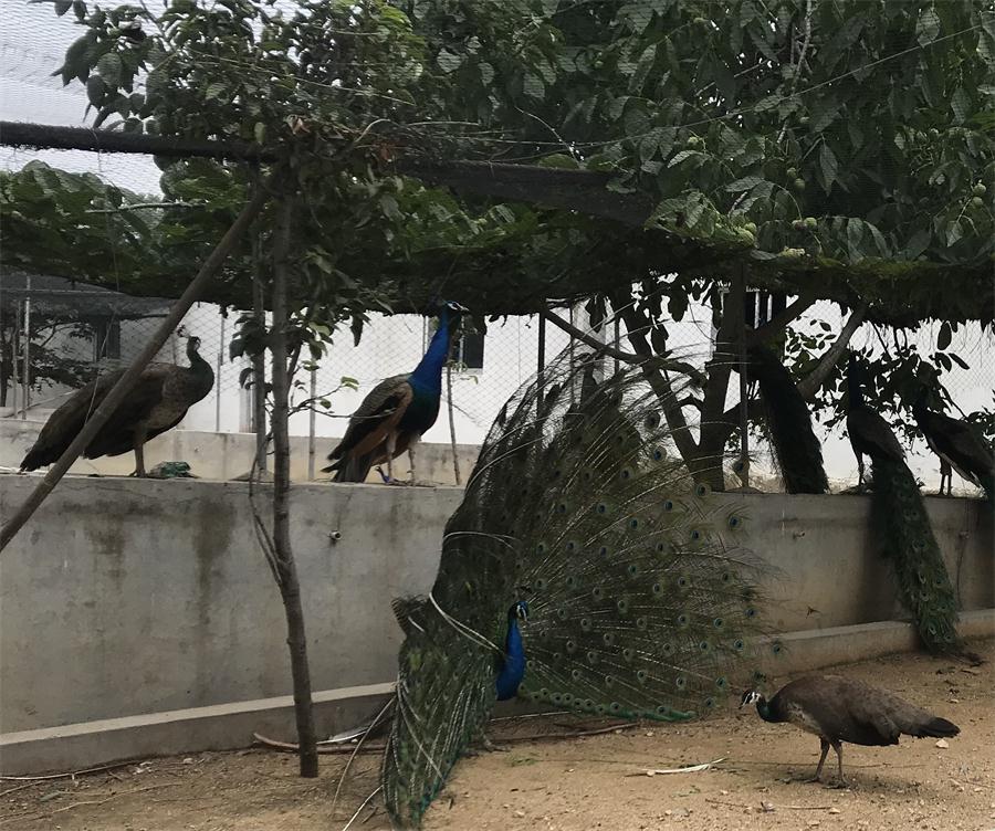 天鵝湖風景區(qū)（泰山）速覽！(圖11)