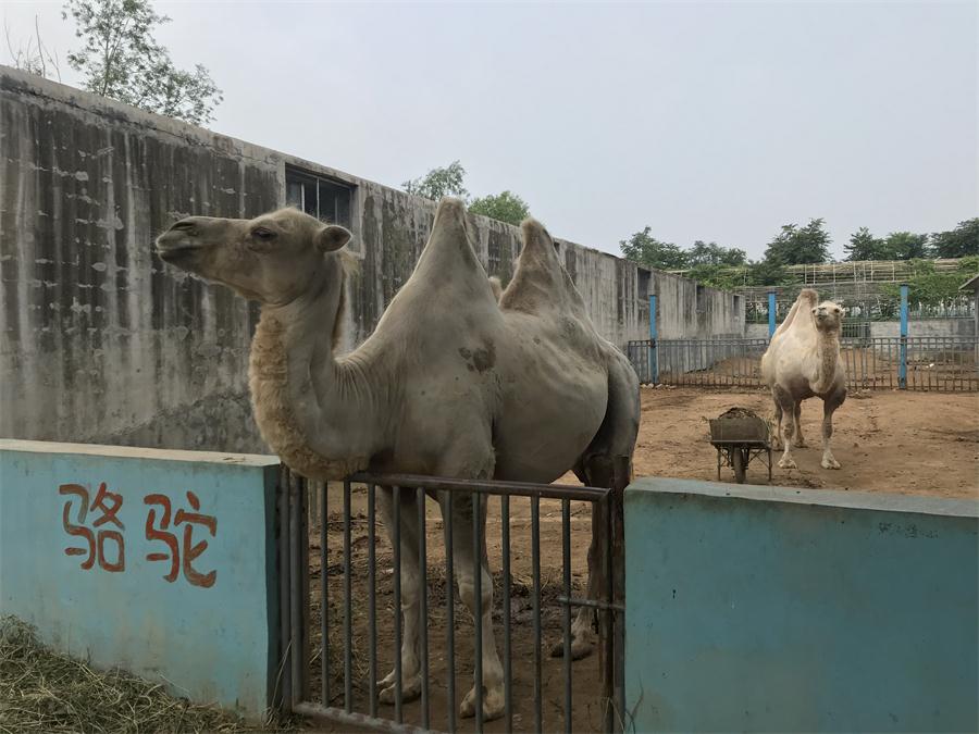 天鵝湖風景區(qū)（泰山）速覽！(圖8)