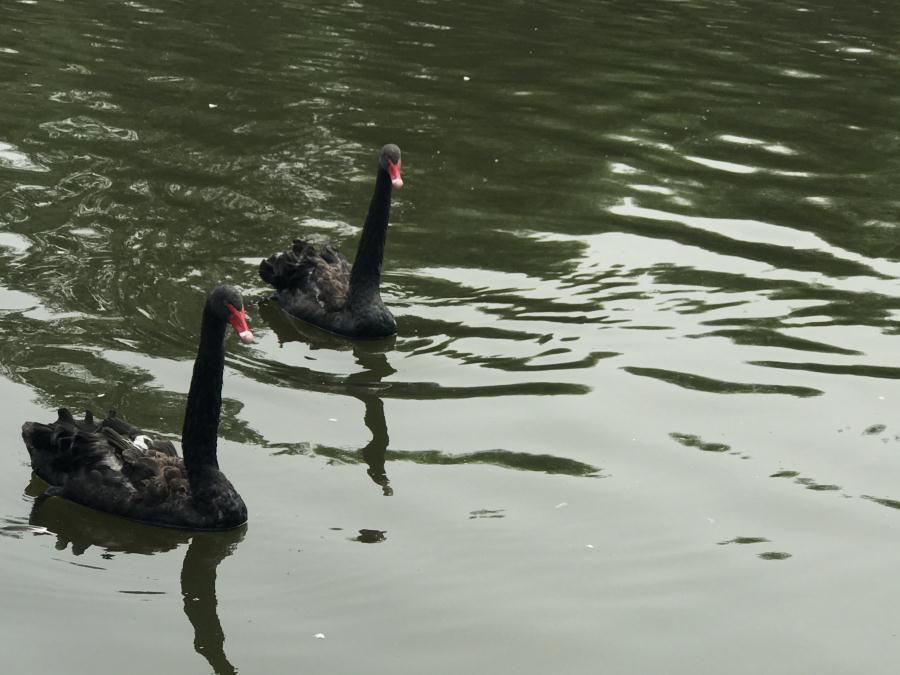 天鵝湖風景區(qū)（泰山）速覽！(圖13)