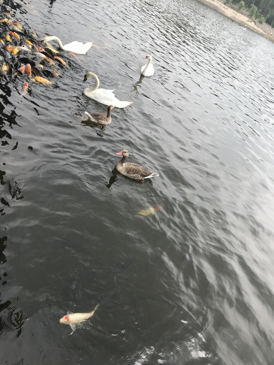 天鵝湖風景區(qū)（泰山）速覽！(圖17)